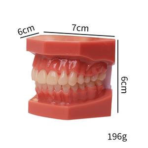 Modèles de démonstration de malocclusion dentaire en PVC pour la pratique orthodontique, moules d'enseignement avec attaches de brackets - Product Image 2
