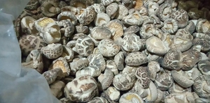 Xiang gu Trung Quốc Tính năng <span class=keywords><strong>Shiitake</strong></span> Hoa NấM khô nguyên liệu tự nhiên cao cấp trồng trọt khô toàn Bộ ăn được nấm <span class=keywords><strong>Shiitake</strong></span> - Product Image 2