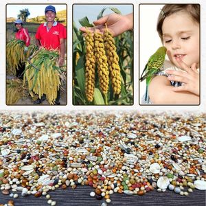 Mix all'ingrosso 20Kg semi pappagallo mangime pappagallo pappagallo pappagallo cibo cibo piccolo pappagallo con avena - Product Image 5