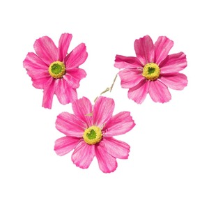 Flores Artificiales Cosmos, Flores de Seda Mixtas Realistas, Decoraciones para Bodas - Product Image 5