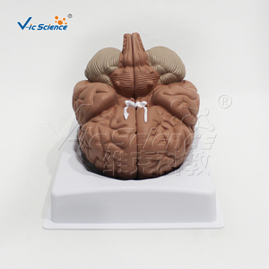 Modèle d'hémisphère cérébral grandeur nature, 4 parties détachables, centres fonctionnels sensoriels et motoriers pour laboratoire de <span class=keywords><strong>neurosciences</strong></span>, CE ISO ROHS CNAS - Product Image 5