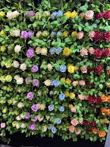 Together Etoile an Lace Banks New Shade Sale Wisteria Thorns Arizona Comte Morning Purple Thunbergia Rose Sensation - Product Image 5