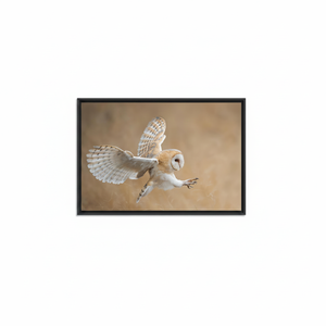 Barn Owl <b>Canvas</b> Art: Before Attack, Animal Wall Decor Print,BLACK <b>FRAMED</b> <b>CANVAS</b> - Product Image 2