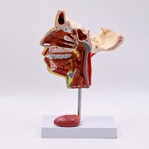 NOUVEAU Modèle d'anatomie des nerfs et des vaisseaux du crâne facial, modèle pédagogique pour étudiants en médecine - Product Image 5