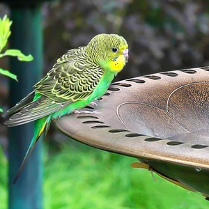 <span class=keywords><strong>Mangeoire</strong></span> pour <span class=keywords><strong>oiseaux</strong></span> de jardin d'extérieur, petite <span class=keywords><strong>baignoire</strong></span> pour colibris, ornements décoratifs d'extérieur - Product Image 4