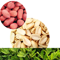 Meilleure qualité 100% graines d'arachide fraîches naturelles séchées style collation disponibles en vrac à prix raisonnable