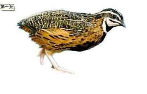 Yaygın ihracat istikrarlı kuş kafesleri 300 quaquaHJ-X500 için paslanmaz çelik bıldırcın kafesi - Product Image 2