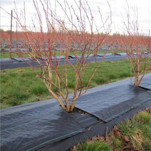 Pp Woven Membrane Ground Cover Mesh Weed Mat <strong>Roll</strong> Anti <strong>Grass</strong> Weed Control Cloth Blocker Mulch Film - Product Image 6