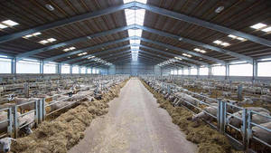 מפעל פרפאב מתכת מבנה פלדה סכת כבשים עיזים - Product Image 5