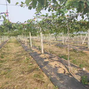 Arbres Barrière Contre Les Mauvaises Herbes Tissu Anti Mauvaises Herbes Tapis Couverture Du <span class=keywords><strong>Sol</strong></span> Jardin Membrane De Contrôle Des Mauvaises Herbes - Product Image 4
