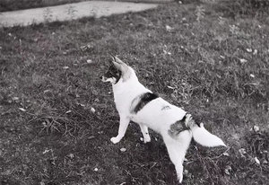 ฟิล์มขาวดำขนาด 35 มม. ยี่ห้อ Fomapan 400 36 ภาพ ฟิล์มเนกาทีฟขาวดำ 400 ISO 36 ภาพ สำหรับกล้องฟูจิ ฟูจิฟิล์ม โคดัก - Product Image 5