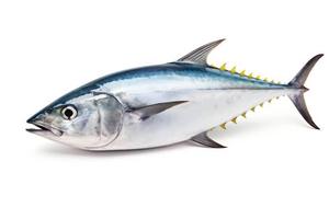 Premium Natural Wild Caught Frozen Bonito Portions Bulk Wholesale High Protein Low Carb Seafood For Food Service HoReCa Catering - Product Image 6