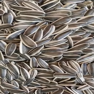 Graines <span class=keywords><strong>de</strong></span> <span class=keywords><strong>tournesol</strong></span> <span class=keywords><strong>de</strong></span> qualité supérieure 361/T5/T6 cultivées localement en Chine pour la consommation humaine - Product Image 3