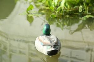 Estanque flotante Mallard patio Villa lago decoración macho pato señuelo Animal modelo ornamento decoración de jardín - Product Image 5