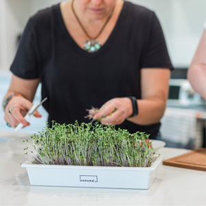 HAMAMA <span class=keywords><strong>Easy</strong></span> Setup Microgreens Growing Kit 3 Bandeja de cerámica Indoor s Mat Edredones Incluye Kale Broccoli Macetas - Product Image 4