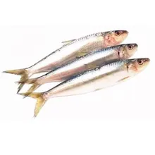 すべての種類の魚丸型冷凍イワシ Buy 冷凍イワシ 冷凍全体魚 すべての種類のイワシ魚 Product On Alibaba Com すべての種類の魚丸型冷凍イワシ Buy 冷凍イワシ 冷凍全体魚 すべての種類のイワシ魚 Product On Alibaba Com