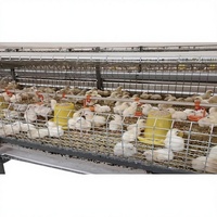 Nouvelle cage d'élevage de poulets entièrement automatique de type H, en treillis métallique galvanisé à chaud, longue durée de vie, avec tapis de refroidissement, facile à utiliser, Ankong Poultry
