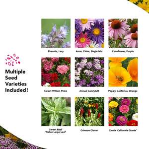 Growtrax Pollinator 40 pieds carrés Fournitures <span class=keywords><strong>de</strong></span> jardin Mélange <span class=keywords><strong>de</strong></span> fleurs sauvages modernes Tournesol <span class=keywords><strong>Zinnia</strong></span> Plante facile pour attirer les abeilles - Product Image 5
