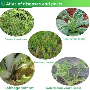 Производитель, оптовая цена, лидер продаж, низкомолекулярный полимерный био-Хитозан для сельского хозяйства - Product Image 3