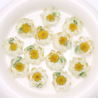 Summer Small Fresh Dried Flowers Small Daisies Resin Accessories Diy Earrings Headdress Female Phone case Materials Wholesale