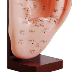 Modèle d'anatomie d'acupuncture médicale ADA 20CM & 22CM pour l'apprentissage des étudiants, modèles numérotés ADA-507/ADA-508A fabriqués à Shanghai - Product Image 5