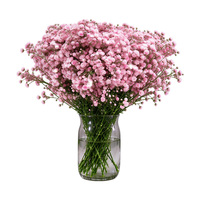 Bunga Baby's Breath Segar 2026, Batang Kuat 65-70cm, Kelopak Besar Segar, Daun Baby's Breath untuk Acara