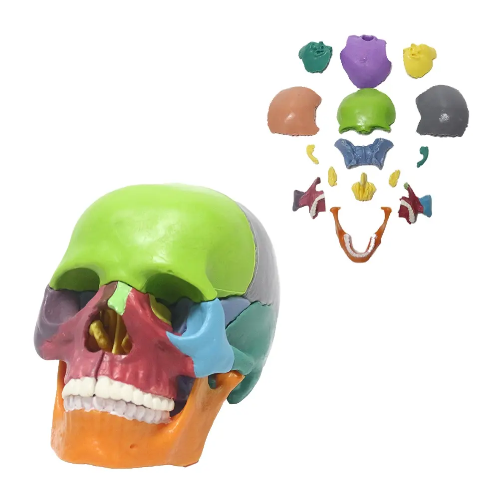 FRT024 Medical Anatomy Colored Plastic Mini Human Skull Model 15 Parts Assembled Head Bone And 13 Colors Skull Model