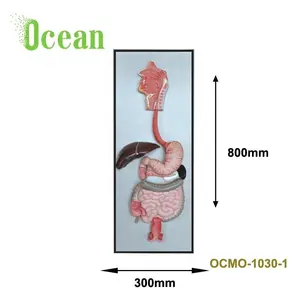 Sistema digestivo humano Junta para la enseñanza de modelo médico de demostración