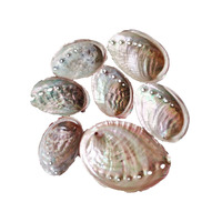 Coquillages d'Abalone Chinois Naturels Décoration de Plage Coquillages Paua Remplissage de Bassin à Poissons