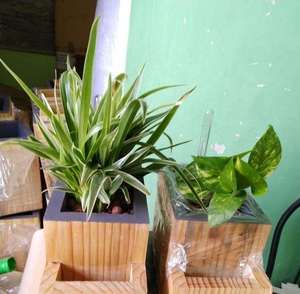 Precio de fábrica al por mayor indicador de nivel de agua hidropónico para maceta, venta al por mayor - Product Image 5