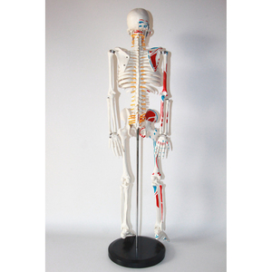 Modelo de esqueleto humano estándar de 85CM, distribución de puntos de arranque y de final de los músculos y del esqueleto - Product Image 2