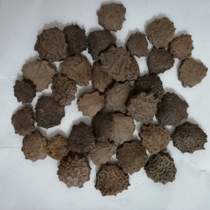 木别子生天然干果苦瓜精液出售 - Product Image 3
