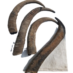 Corne de buffle naturelle indienne sculptée en forme d'animal, pointe solide, 10-40 cm, cadeau d'affaires - Product Image 1