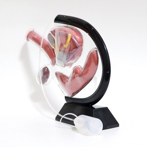 Masculino Anatomia Genitourinária Formação Modelo com Cateterismo Equipamento Educacional - Product Image 4