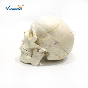 แบบจำลองกะโหลกมนุษย์ขนาดเท่าของจริง 3 ส่วน ทำจาก PVC 22 กระดูกกะโหลกศีรษะ มีหมายเลขสำหรับการเรียนการสอนทางการแพทย์ ได้รับมาตรฐาน CE ISO ROHS CNAS - Product Image 3