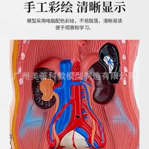 Torso hermafrodita de 45 cm con 23 modelos de órganos internos. Modelo anatómico de torso humano masculino y femenino con estructura interna femenina - Product Image 5