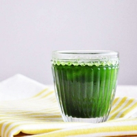 Échantillon Gratuit - Prix de Gros - Poudre de Matcha Biologique Pur de Qualité Cérémoniale