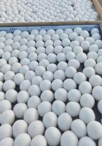Boules <span class=keywords><strong>de</strong></span> <span class=keywords><strong>laine</strong></span> pour sèche-linge à prix avantageux, haute qualité, XL, 100 % <span class=keywords><strong>laine</strong></span> biologique <span class=keywords><strong>de</strong></span> Nouvelle-Zélande, en stock - Product Image 3