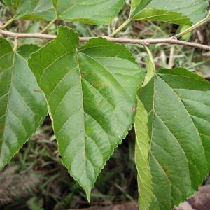 Aditivos livres Natural Laminados Orgânicos Mulberry Folha Chá Grãos para Benefícios Saudáveis - Product Image 5