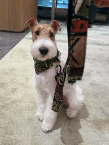 بانداناس بالجملة صديقة للبيئة مصنوعة من النايلون/القطن للكلاب والقطط - مريحة وقابلة للتنفس - Product Image 6