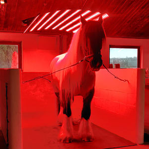 Lámpara de Terapia de Luz Roja e Infrarroja para Caballos, Dispositivo de Fototerapia para Caballos, Solárium Equino - Product Image 3