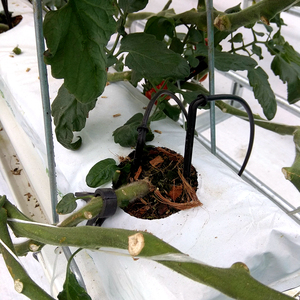 Melanzana di Coltura Idroponica e di Cocco Coltivazione Attrezzature/Sistemi di Coltura Idroponica In Crescita/Idroponica Vassoi - Product Image 5