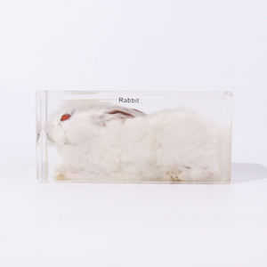 Produk laris perlengkapan pengajaran spesimen hewan kelinci Resin hewan asli untuk sekolah tinggi - Product Image 3