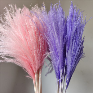 Arreglo Floral Natural, Pluma de Pampa Suave, Planta de Pampa con Excelente <span class=keywords><strong>Precio</strong></span>, Arreglo de Hierba de Pampa Seca para Arco de Boda - Product Image 6