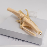 Science médicale PVC modèle anatomique animal PVC chien articulation du genou modèle canin