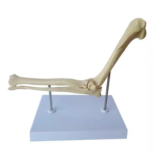 Cao-chi tiết Con Chó đầu gối Doanh mô hình | giải phẫu thú y Giáo Dục Công cụ với 3D dây chằng & xương cấu trúc - Product Image 3