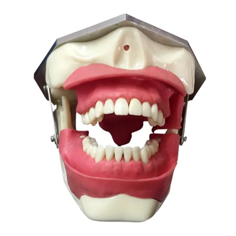 麻酔および抜歯に使用される歯科麻酔抽出モデル