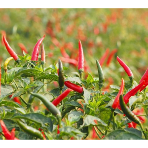 พริกไทยพริกแดงทนทานสินค้าเกษตรจากเวียดนามเครื่องเทศสมุนไพรพริกสด - Product Image 4