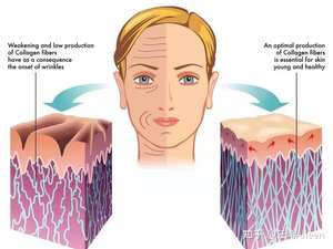 Yüksek kaliteli Elastin peptid tozu hidrolize Protein Elastin Protien tozu - Product Image 4