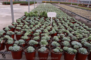 <span class=keywords><strong>Haworthia</strong></span> 'Cooperi' Var. Picturata fiore 6.5cm verde taglio fresco - Product Image 3